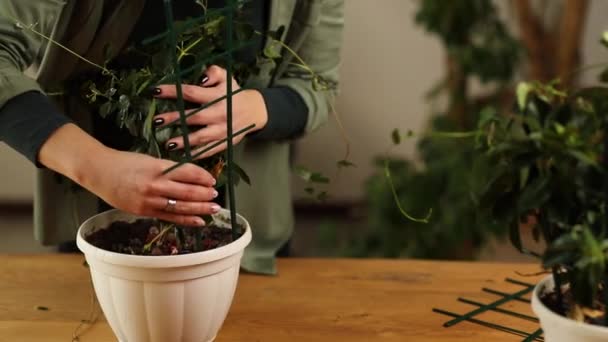 女园丁在家里照料曼德维拉家的植物 在家里照料绿树 喜欢植物 喜欢室内舒适的花园 — 图库视频影像