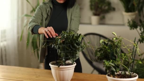 Mujer Jardinero Cuidando Planta Interior Mandevilla Casa Vegetación Casa Amor — Vídeos de Stock