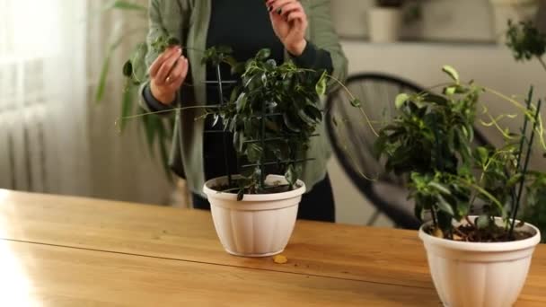 女园丁在家里照料曼德维拉家的植物 在家里照料绿树 喜欢植物 喜欢室内舒适的花园 — 图库视频影像