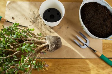 Crassula bitkisini evde yeni bir çömleğe nakletmek, bitkiyi tencere hobilerine ve boş zamanlara çevirmek, ev bahçesi kavramı, yeşil ev, biyofili tasarımı..