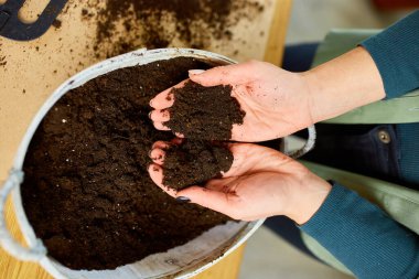 Kadın ellerinle iplik toprağı sürüyor, Crassula bitkisini evdeki yeni çömleğe naklediyor, bitkiyi tencere hobilerine, boş zamanlara, ev bahçesi kavramına, yeşil eve naklediyor.