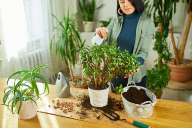 Kadın bahçıvan evde Crassula ilaçlıyor, ev bitkileriyle ilgileniyor, evde yeşillik, bitki sevgisi, kapalı alanda rahat bir bahçe..