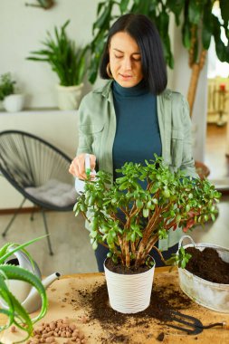 Kadın bahçıvan evde Crassula ilaçlıyor, ev bitkileriyle ilgileniyor, evde yeşillik, bitki sevgisi, kapalı alanda rahat bir bahçe..