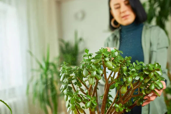 Woman Gardener Spraying Crassula Home Taking Care Home Plants Greenery — Stock Photo, Image