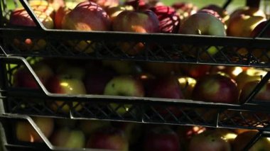 Kara kutulardaki taze organik elmaları hasat edin, hasat, yerel market veya süpermarket, Ukrayna elmaları.