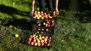 Yavaş çekim, kadın eli bir sandık alır, kırmızı olgun elmalarla dolu bir kutu, sonbahar mevsiminde daldan meyve toplama, güneş ışığı. Yerel market ya da süpermarket, Ukrayna elmaları.