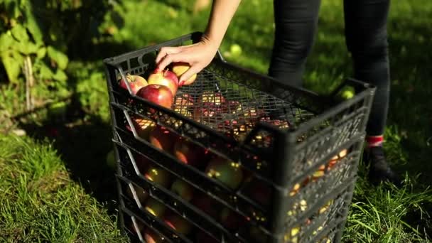 동작을 여자가 나무에서 사과를 상자에 가을철 가지에서 열매를 — 비디오