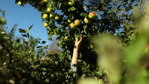 Zpomalený Pohyb Žena Sbírá Červené Zralé Jablko Stromu Sklízí Ovoce — Stock video