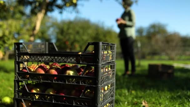Mujer Recogiendo Una Manzana Roja Madura Del Árbol Cosechando Fruta — Vídeo de stock