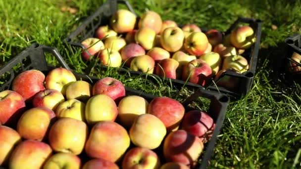 상자에 유기농붉은 사과를 수확하고 수확하고 시장이나 슈퍼마켓 우크라이나 — 비디오