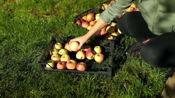 Slow Motion Kvinna Satte Röd Mogen Äpple Lådan Skörda Frukt — Stockvideo