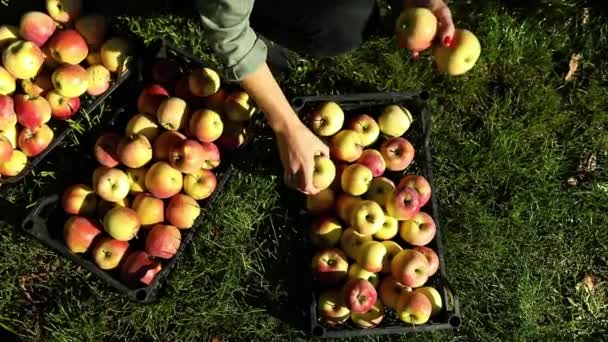 동작을 은가을에 가지에서 열매를 수확하는 사과를 넣었다 — 비디오