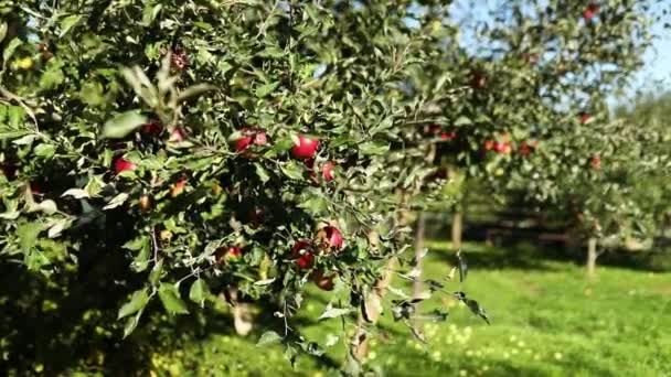 Manzanas Maduras Huerto Listas Para Cosechar Fruta Rama Otoño Luz — Vídeo de stock