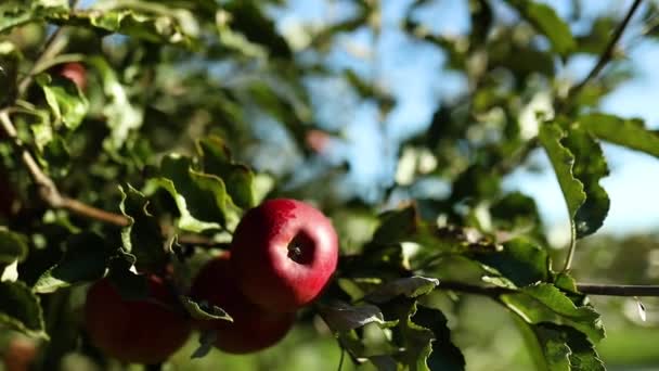 천천히 빵나무 가을철 우크라이나 사과에서 열매를 수확할 준비가 과수원에 — 비디오