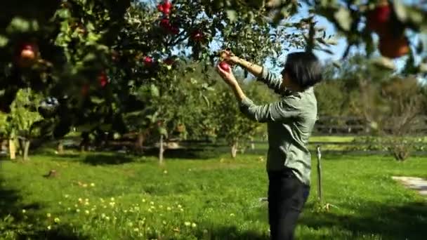 Zpomalený Pohyb Žena Sbírá Červené Zralé Jablko Stromu Sklízí Ovoce — Stock video