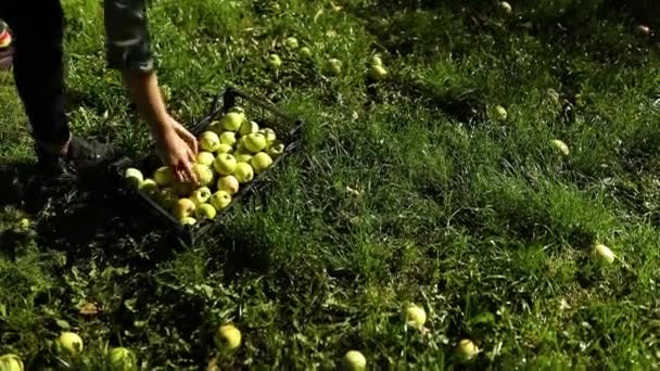 Zpomalený Pohyb Žena Sbírá Zelené Zralé Jablko Krabice Sklízí Ovoce — Stock video