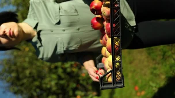 垂直方向のビデオスローモーション 女性の手は秋の季節に枝から果実を収穫し 赤い熟したリンゴと箱を保持し 地元の市場やスーパーマーケット ウクライナのリンゴ — ストック動画