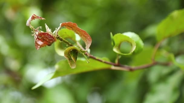 玫瑰叶卷曲苹果蚜虫 苹果树害虫 影响苹果树幼枝叶片 蚂蚁及蚜虫的详情 — 图库视频影像