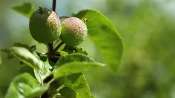 Manzanas Inmaduras Con Gota Agua Colgando Rama Del Árbol Manzanas — Vídeo de stock