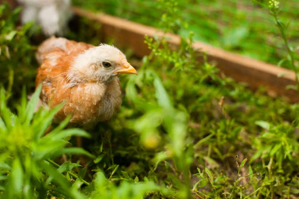 Молодой Цыпленок Зеленой Траве — стоковое фото
