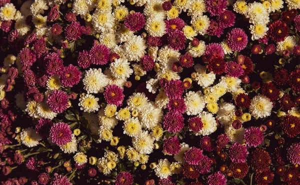 Cores diferentes flores crisântemo na loja de jardim flor grega em outubro. Outono brilhante fundo floral. — Fotografia de Stock