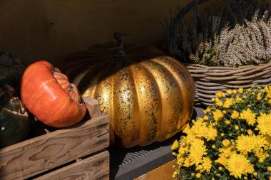 Sonbahar gündelik çiçekleri portakal ve altın balkabakları, sarı kasımpatılar, ev ve bahçe dekorasyonu için beyaz calluna vulgaris Yunan çiçekçisinin bahçesinde duruyor..