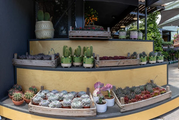 Variety of small decorative cacti succulents in pots on the shelves outdoor of the greek flower garden shop in the summer. — Stock Photo, Image
