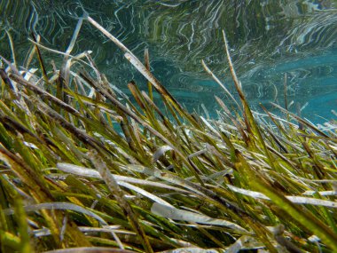 Kastos adası açıklarında, İyon Denizi 'nde, Yunanistan' da yaz mevsiminde kristal berrak suda deniz yosunu. Yatay.