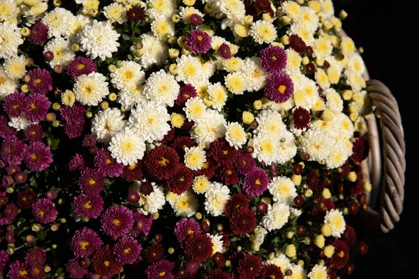 Wicker Basket Full Beautiful Chrysanthemum Flowers Horizontal Top View Close — Stock Photo, Image