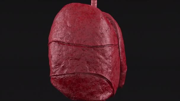 Anatomiska mänskliga lungor — Stockvideo