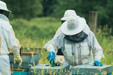 Usta arı yetiştiricisi iki öğrencinin çalışmalarını yönetiyor..