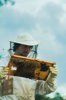 Arı yetiştiricisinin bir arı çerçevesini incelerken yakın plan görüntüsü. Dikey. Boşluğu kopyala.