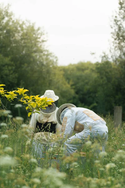 Güvenlik giysileri içinde bir çiçek tarlasının ortasında ağaçların yanında çalışan arıcılar. dikey.