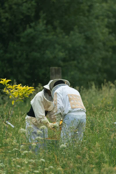 beekeepers working a beehive in the middle of a field of flowers in overalls next to a tree. vertical. copy space.