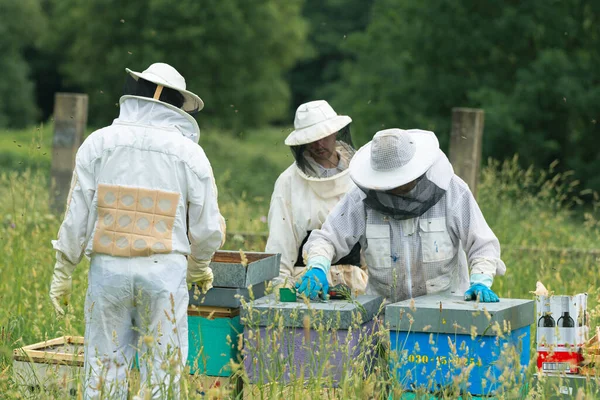 Kıdemli bir arı yetiştiricisinin, çiçek açan bir ormanın ortasında kovanları olan iki öğrencinin çalışmalarını yönetirken çekilen fotoğrafı..