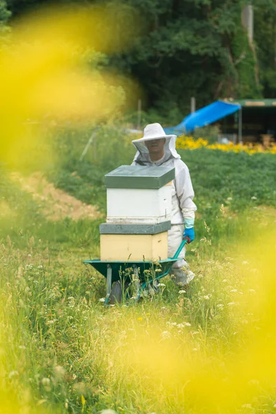 Arıcı, arazide bir el arabasıyla ahşap kovanları yüklüyor. dikey.