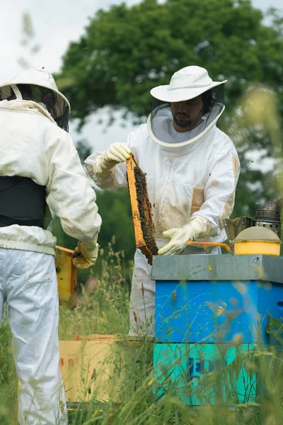 beekeepers dressed in their safety suits working the hives in the middle of a field of flowers. vertical.