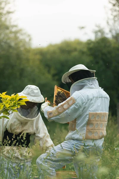 Arılarla birlikte tarlada çalışan iki arı yetiştiricisinin elinde bir çerçeve dolusu arı var. dikey
