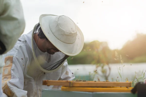 Genç arıcı gün batımında uçan arılarla çevrili bir kovana bakıyor. dikey.