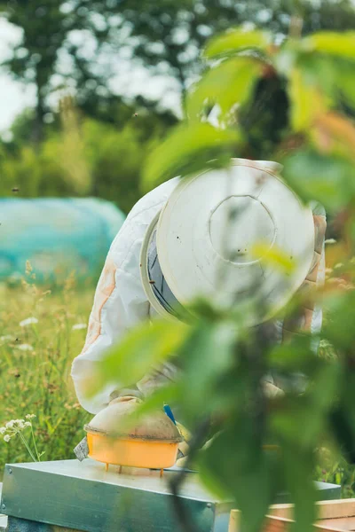 Özenle odaklanmış arı yetiştiricisi bir ağacın arkasına çömelmiş yerden malzeme topluyor..