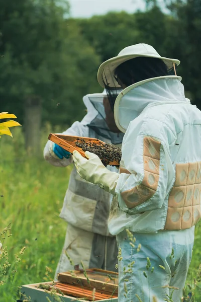beekeepers with their backs turned dressed in specialized costumes looking at a picture of working bees in a field of flowers.