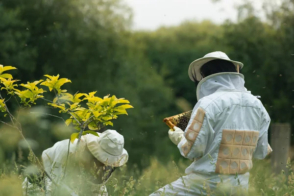 couple of beekeepers checking a picture with bees next to a tree and flying bees surrounded by plants.