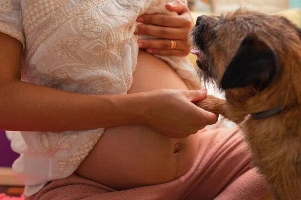 small dog touching the belly of pregnant latina woman in yoga pose