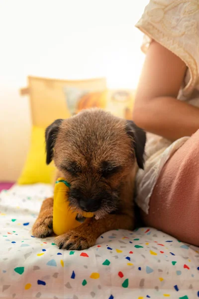 dog chewing on toy duck lying on his bed at home next to his owner
