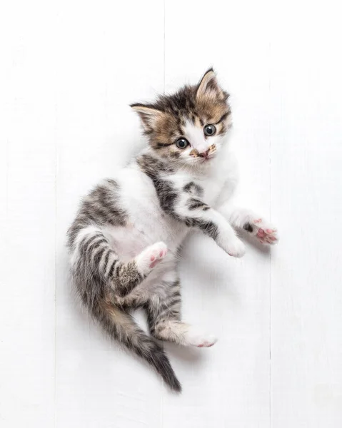 Blanco-gris gatito un mes de edad — Foto de Stock
