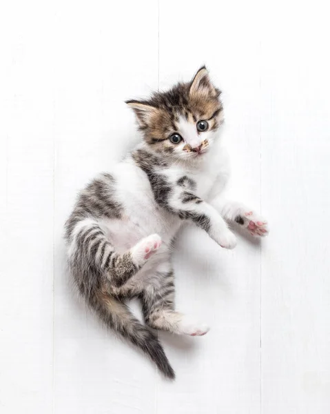 Gatinho branco-cinza de um mês de idade — Fotografia de Stock