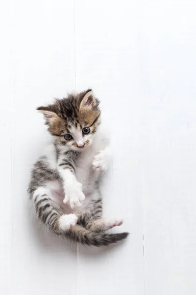 White-gray kitten one month old — Stock Photo, Image