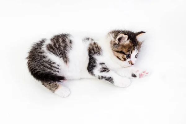 Gatinho Mês Idade Fundo Branco Foto Alta Qualidade — Fotografia de Stock