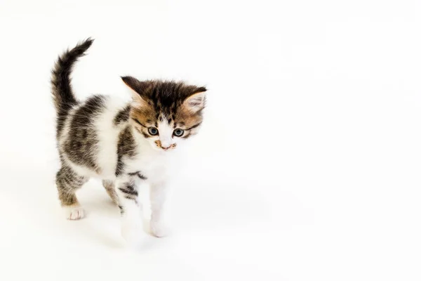 Beyaz Arka Planda Bir Aylık Yavru Kedi Yüksek Kalite Fotoğraf — Stok fotoğraf