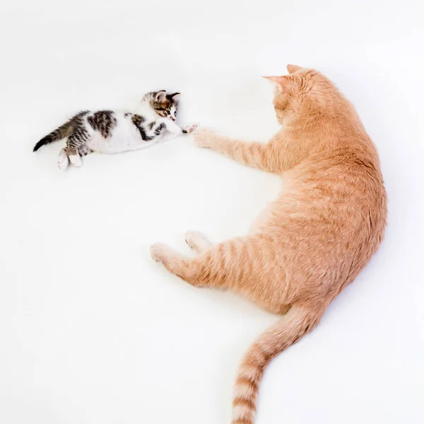 Little Kitten Playing Big Ginger Cat High Quality Photo — Stock Photo, Image